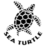 sea-turtle